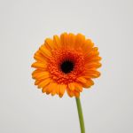 Mini Gerbera Madison (Bulk DIY)