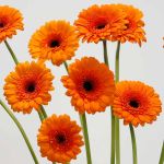 Mini Gerbera Madison (Bulk DIY)