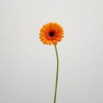 Mini Gerbera Madison (Bulk DIY)