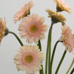 Mini Gerberas Pelican - en vrac