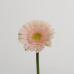Mini Gerberas Pelican - en vrac
