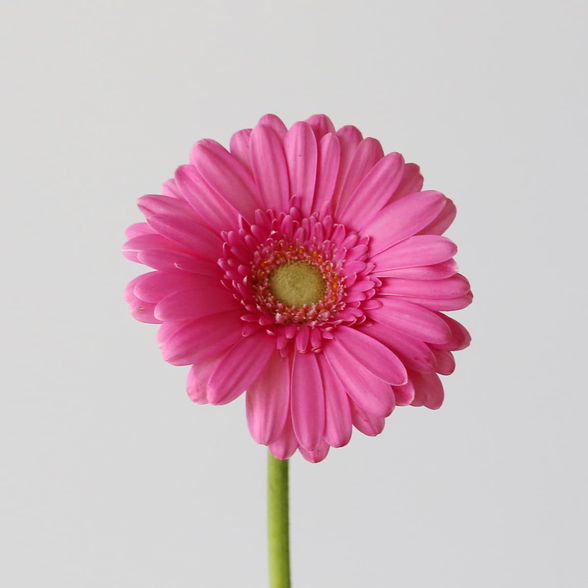 Mini Gerbera Sympathy