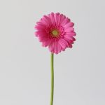 Mini Gerbera Sympathy (Bulk DIY)