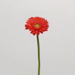 Mini Gerbera Timeout (Bulk DIY)