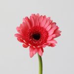 Mini Gerbera Vidal (Bulk DIY)