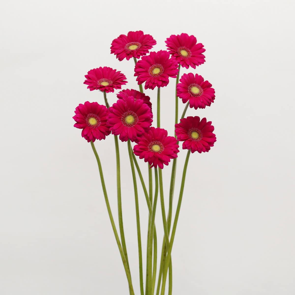 Mini Gerbera Vivian
