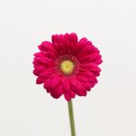 Mini Gerberas Vivian - en vrac