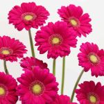 Mini Gerberas Vivian - en vrac