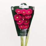 Mini Gerberas Vivian - en vrac