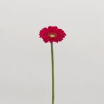 Mini Gerberas Vivian - en vrac