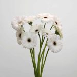Mini Gerbera Whity (Bulk DIY)