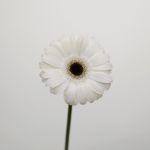 Mini Gerbera Whity (Bulk DIY)