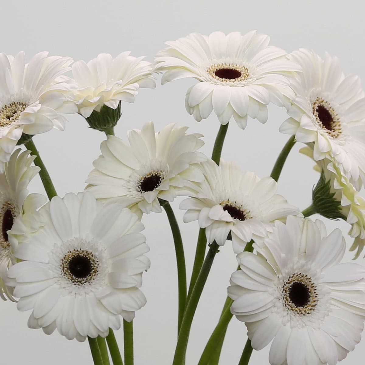 Mini Gerbera Whity