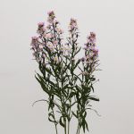 Lavender Mini Asters (Bulk DIY)