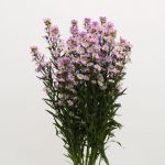 Lavender Mini Asters (Bulk DIY)