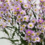 Lavender Mini Asters (Bulk DIY)