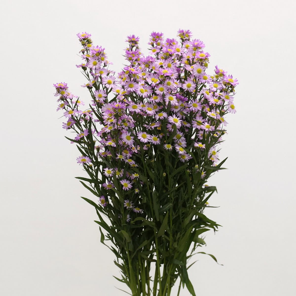 Lavender Mini Asters – Bulk DIY Filler Flowers