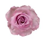 Rose Blue Dream 50 cm - en vrac