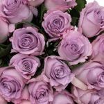 Rose Blue Dream 50 cm (Bulk DIY)