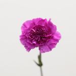 Lavender Carnations (Bulk DIY)