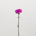 Lavender Carnations (Bulk DIY)
