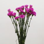 Lavender Carnations (Bulk DIY)