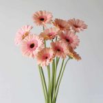 Gerbera Alliance (Bulk DIY)