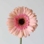 Gerbera Alliance (Bulk DIY)