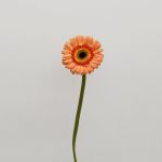 Gerbera Dino (Bulk DIY)