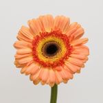 Gerbera Dino (Bulk DIY)