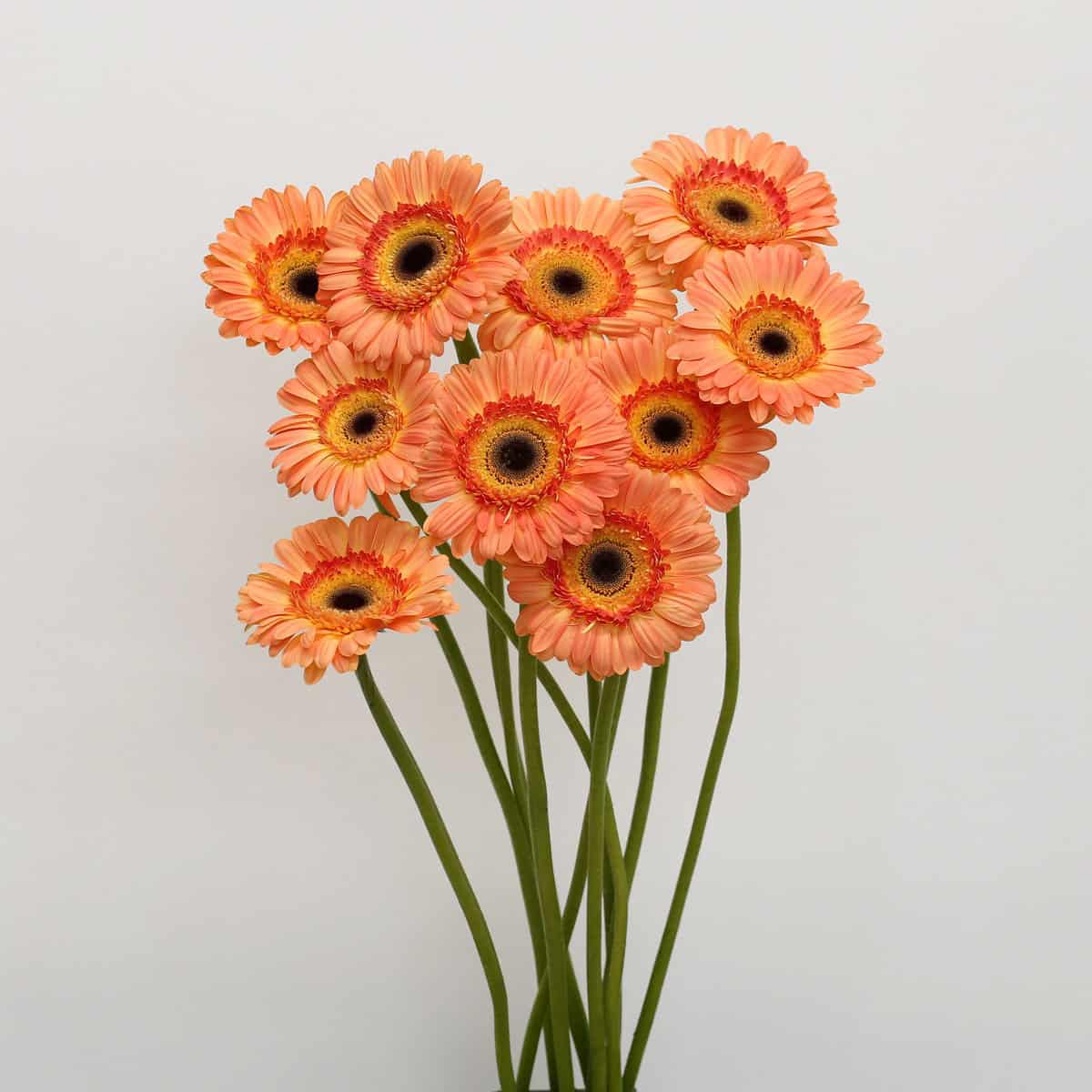 Gerbera Dino – Bulk DIY Orange Gerberas 