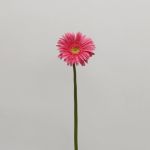 Gerbera Izza (Bulk DIY)