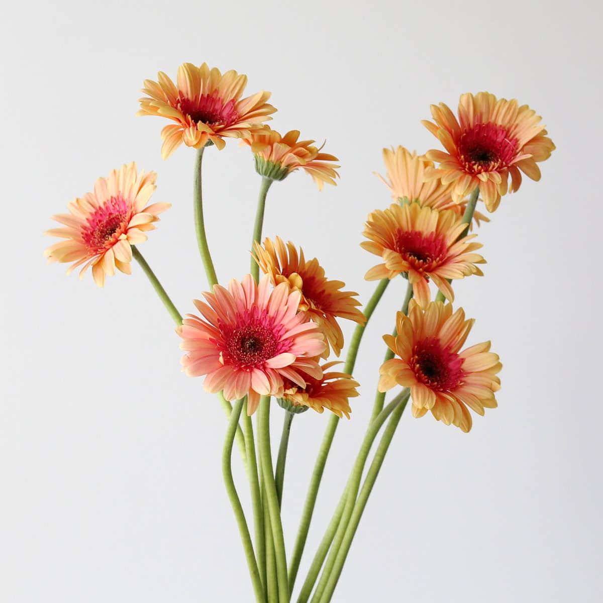 Gerbera Julia 2tone