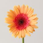 Gerbera Julia 2-Tone (Bulk DIY)