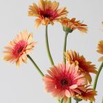 Gerbera Julia 2-Tone (Bulk DIY)