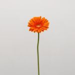 Gerbera Eureka (Bulk DIY)