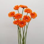 Gerbera Eureka (Bulk DIY)