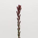 Leucadendron Safari Sunset (Bulk DIY)