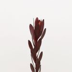 Leucadendron Safari Sunset (Bulk DIY)