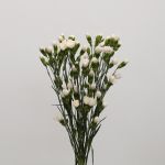 Assorted Mini Carnations (Bulk DIY)