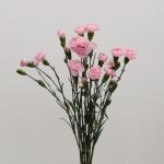 Assorted Mini Carnations (Bulk DIY)