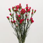 Assorted Mini Carnations (Bulk DIY)