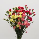 Assorted Mini Carnations (Bulk DIY)