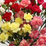 Assorted Mini Carnations (Bulk DIY)