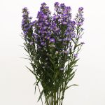 Purple Mini Asters (Bulk DIY)