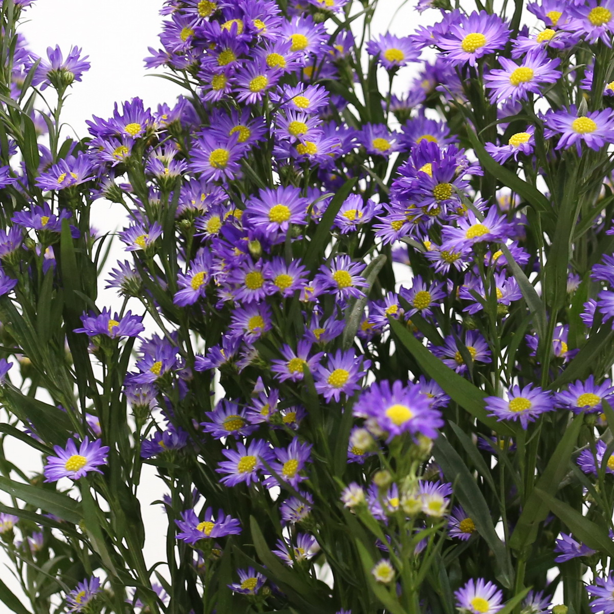 Mini Aster Purple – Bulk DIY Filler Flowers