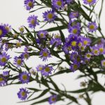 Purple Mini Asters (Bulk DIY)