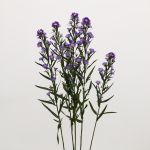 Purple Mini Asters (Bulk DIY)