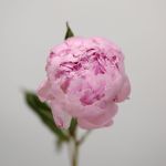 Assorted Peonies (Bulk DIY)