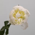 Assorted Peonies (Bulk DIY)